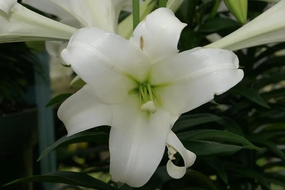 Easter Lily (Lilium Longiflorum) — arrayed in an impressive display atop sturdy