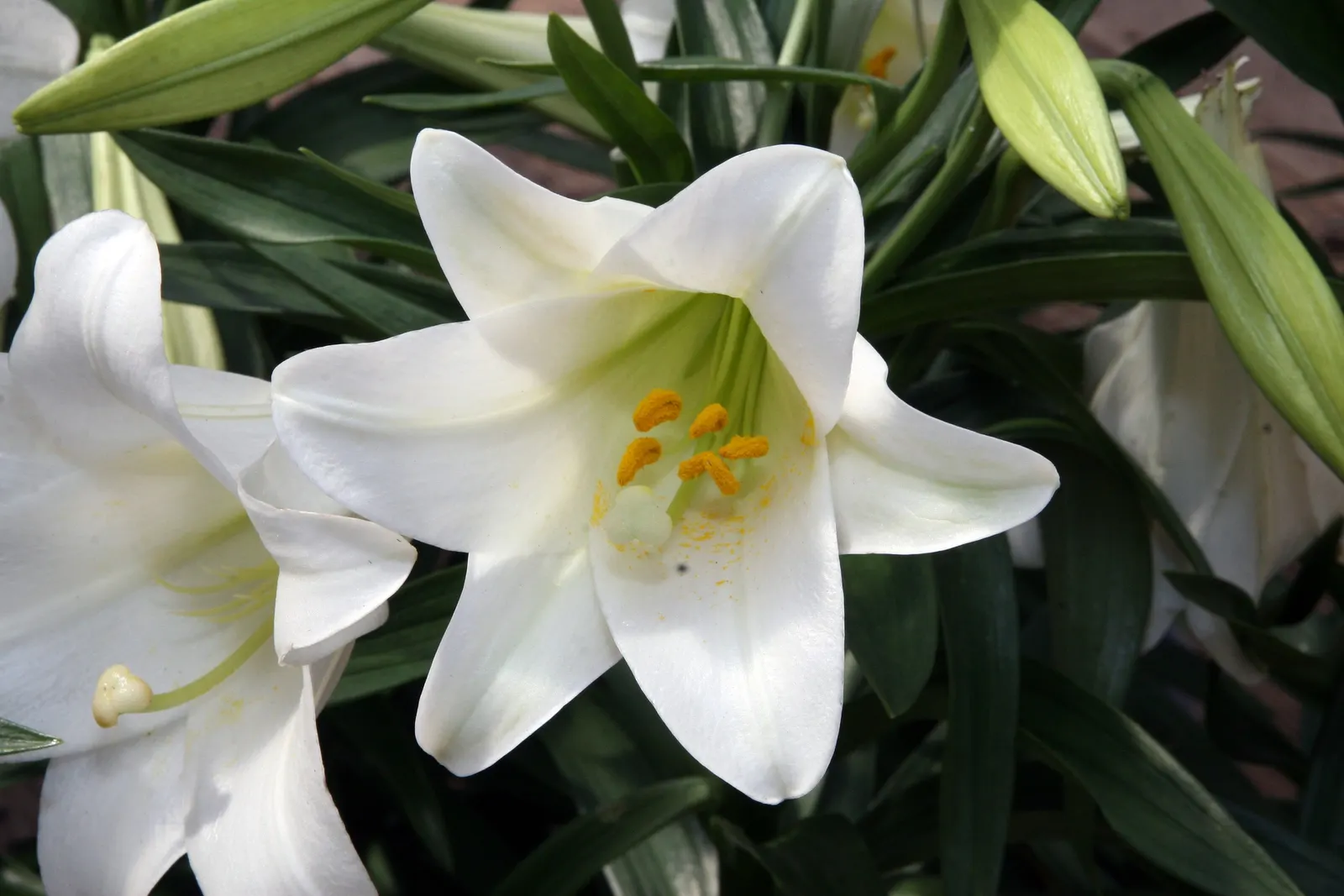 Easter Lily (Lilium Longiflorum) — Lilium longiflorum thrives in full sun to partial shade; to optimize its potential, image 74
