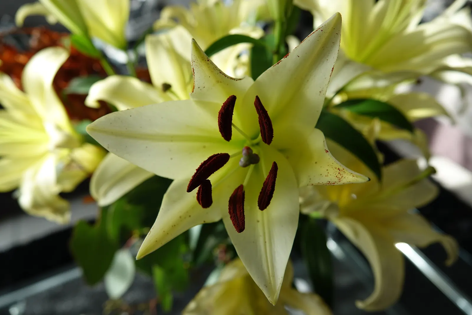 Easter Lily (Lilium Longiflorum) — fragrant white flowers that typically bloom in late spring to early summer
