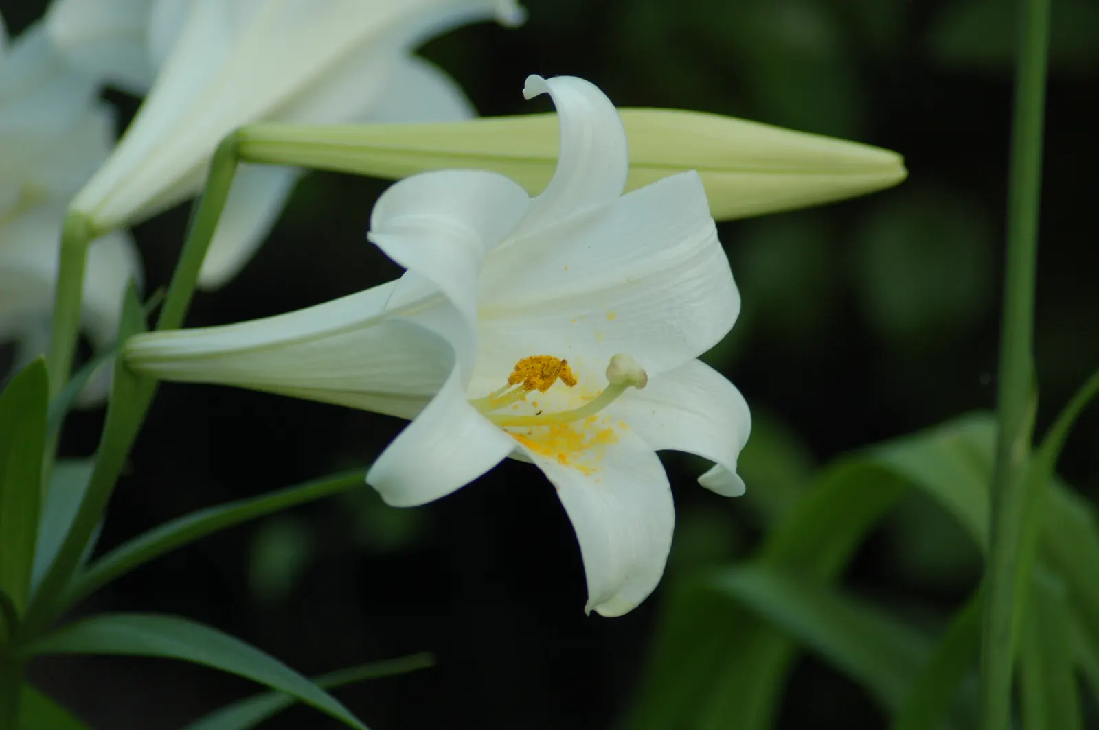 Easter Lily (Lilium Longiflorum) — multi-colored and white and yellow flowers in the garden; thriving in USDA zones 4-9, it requires well-drained, image 78
