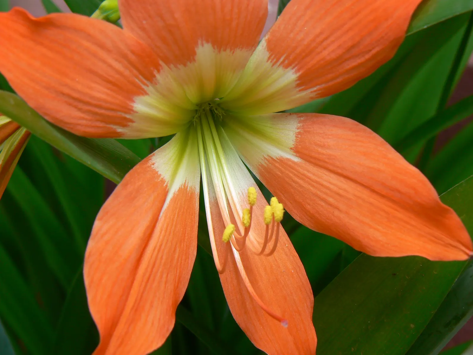 Easter Lily (Lilium Longiflorum) — trumpet-shaped blossoms that exude an intoxicating fragrance