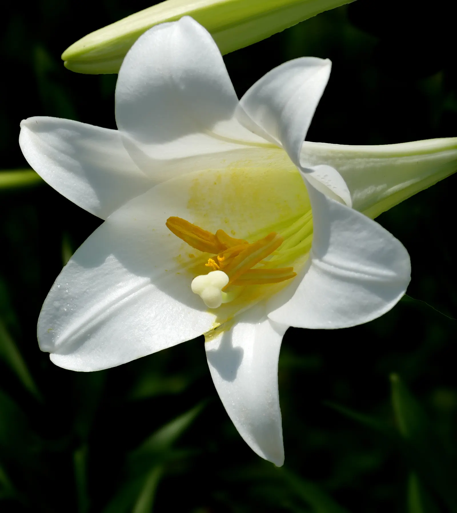 Easter Lily (Lilium Longiflorum) — cherished for its pristine; bulb for full or half, image 49