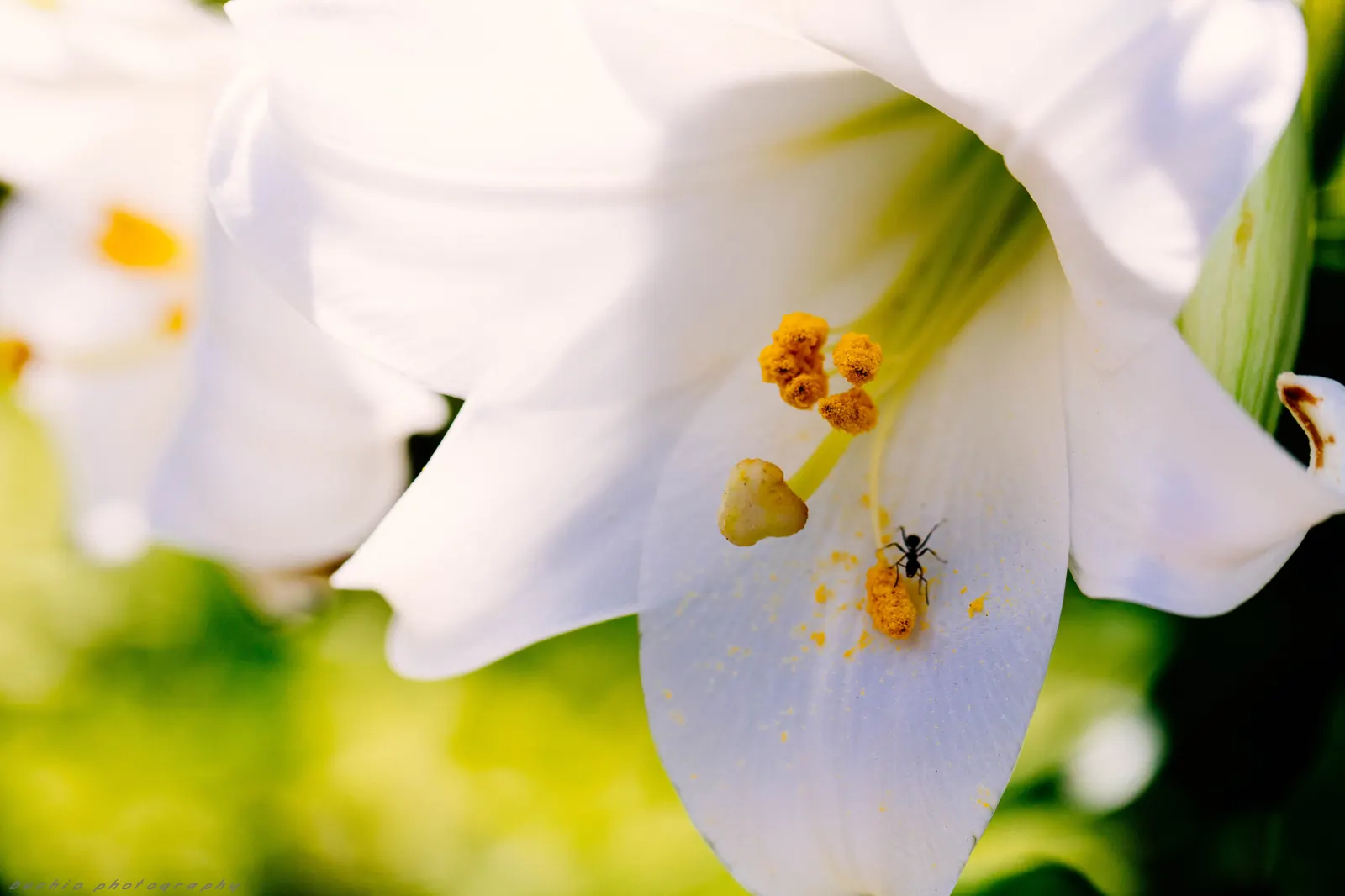 Easter Lily (Lilium Longiflorum) — arrayed in an impressive display atop sturdy; is a heralded bulbous perennial