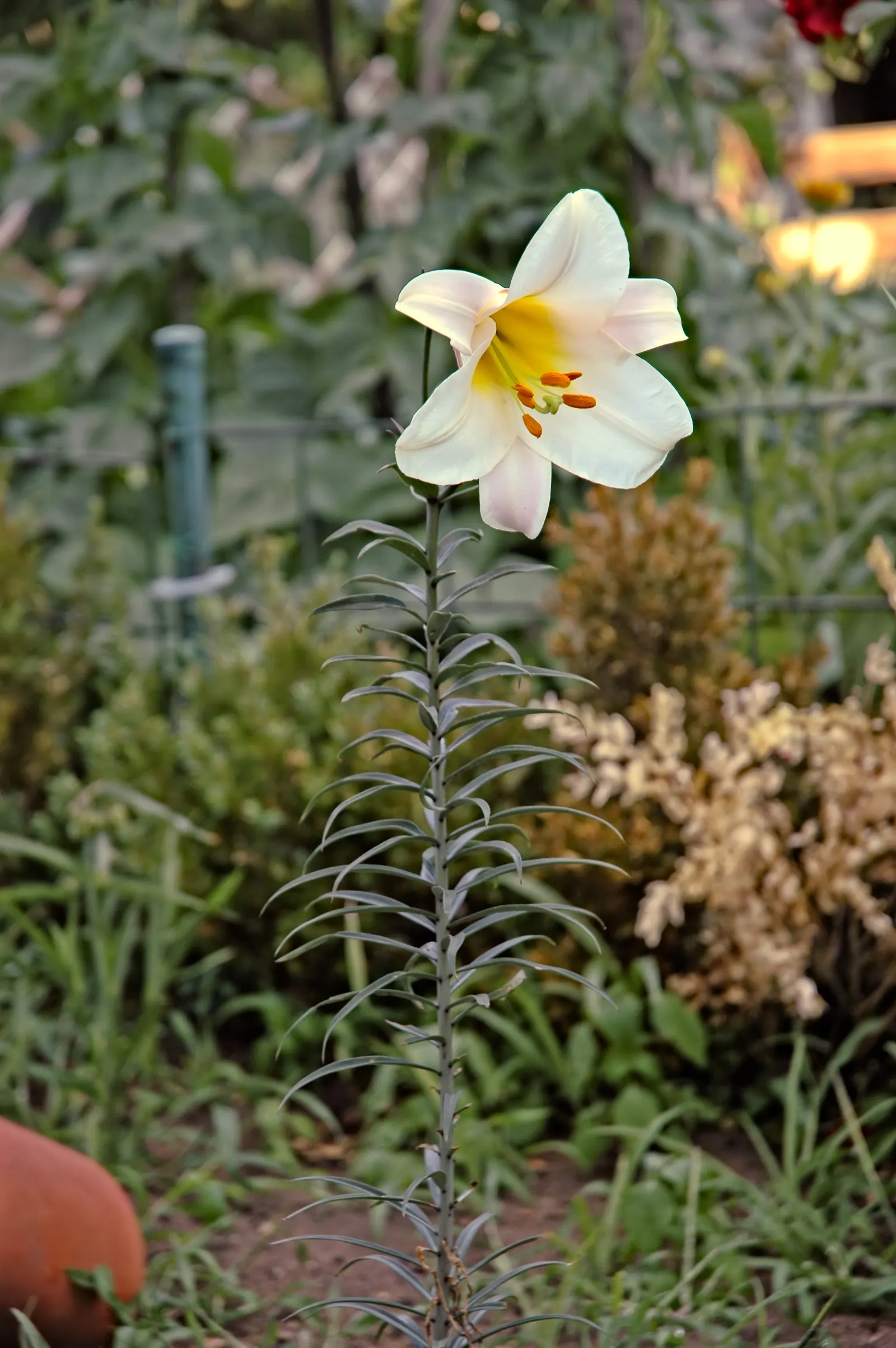 Easter Lily (Lilium Longiflorum) — the Easter Lily commands attention