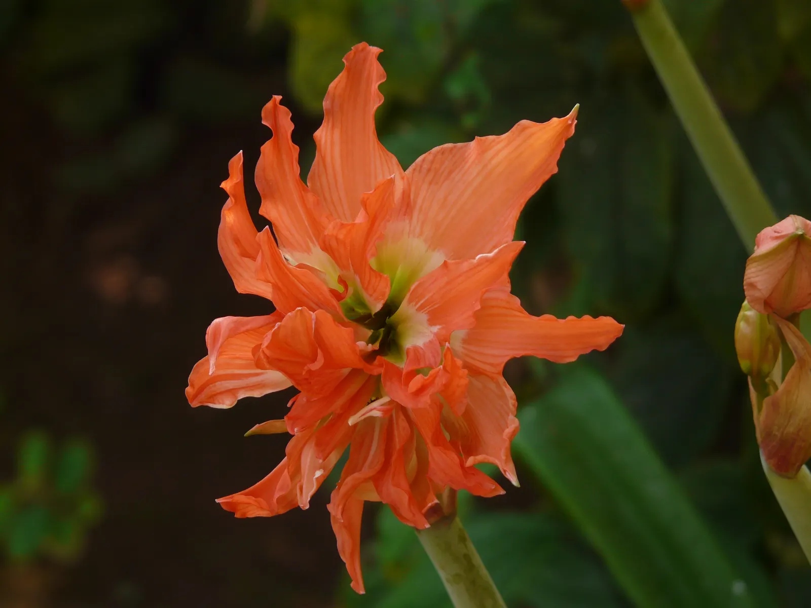 Easter Lily (Lilium Longiflorum) — Lilium longiflorum thrives in full sun to partial shade