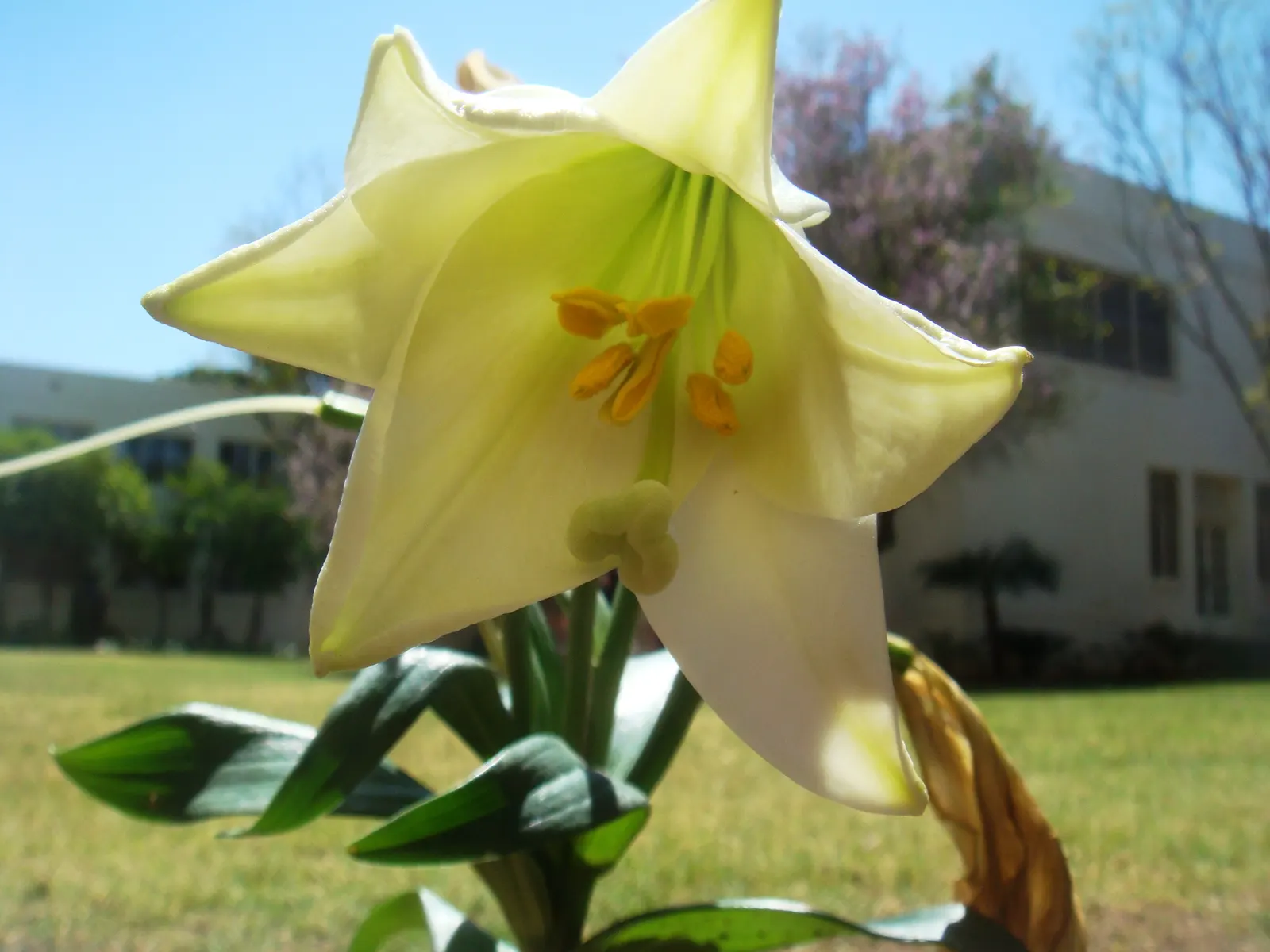 Easter Lily (Lilium Longiflorum) — it requires a site that offers at least six hours of direct sunlight and protection from harsh; cherished for its pristine
