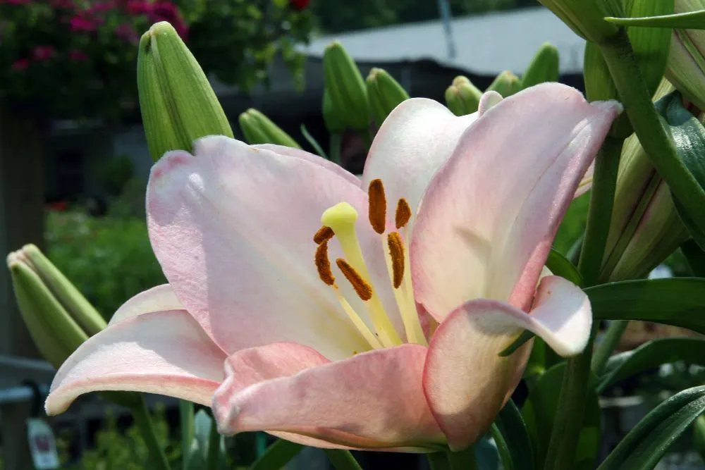 Easter Lily (Lilium Longiflorum) — Ideal for borders or as a focal point; the pristine white blooms can span 6 to 7 inches in length