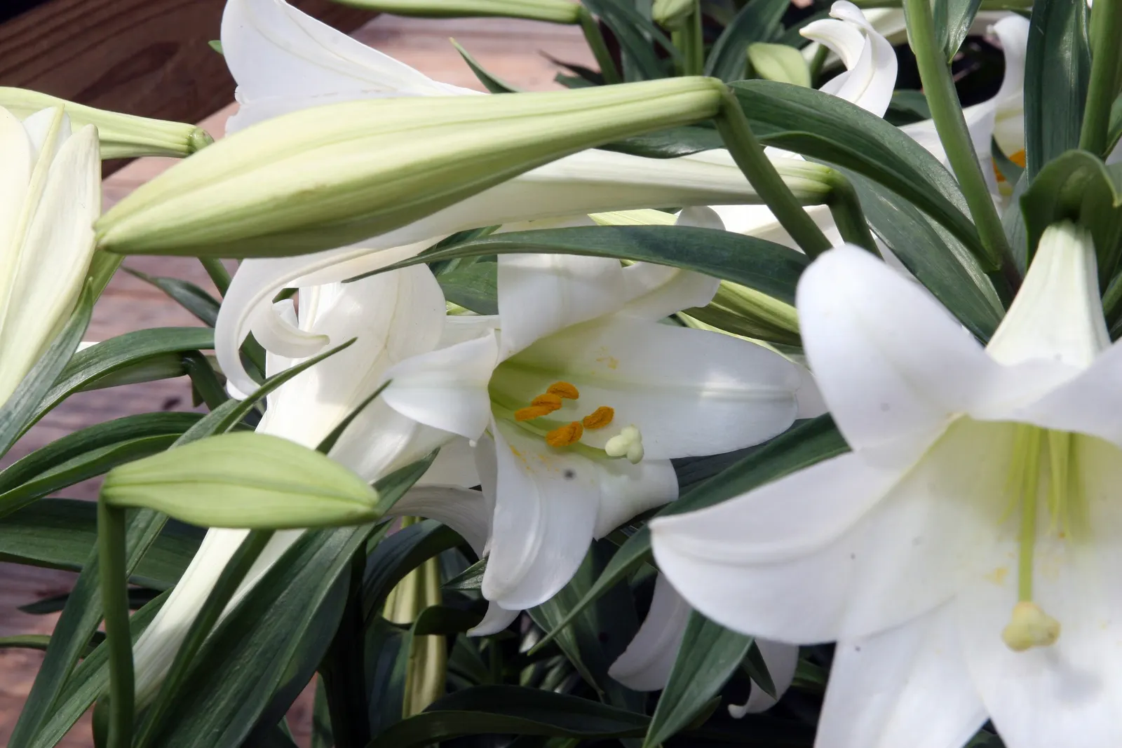 Easter Lily (Lilium Longiflorum) — is a heralded bulbous perennial; arrayed in an impressive display atop sturdy, image 88