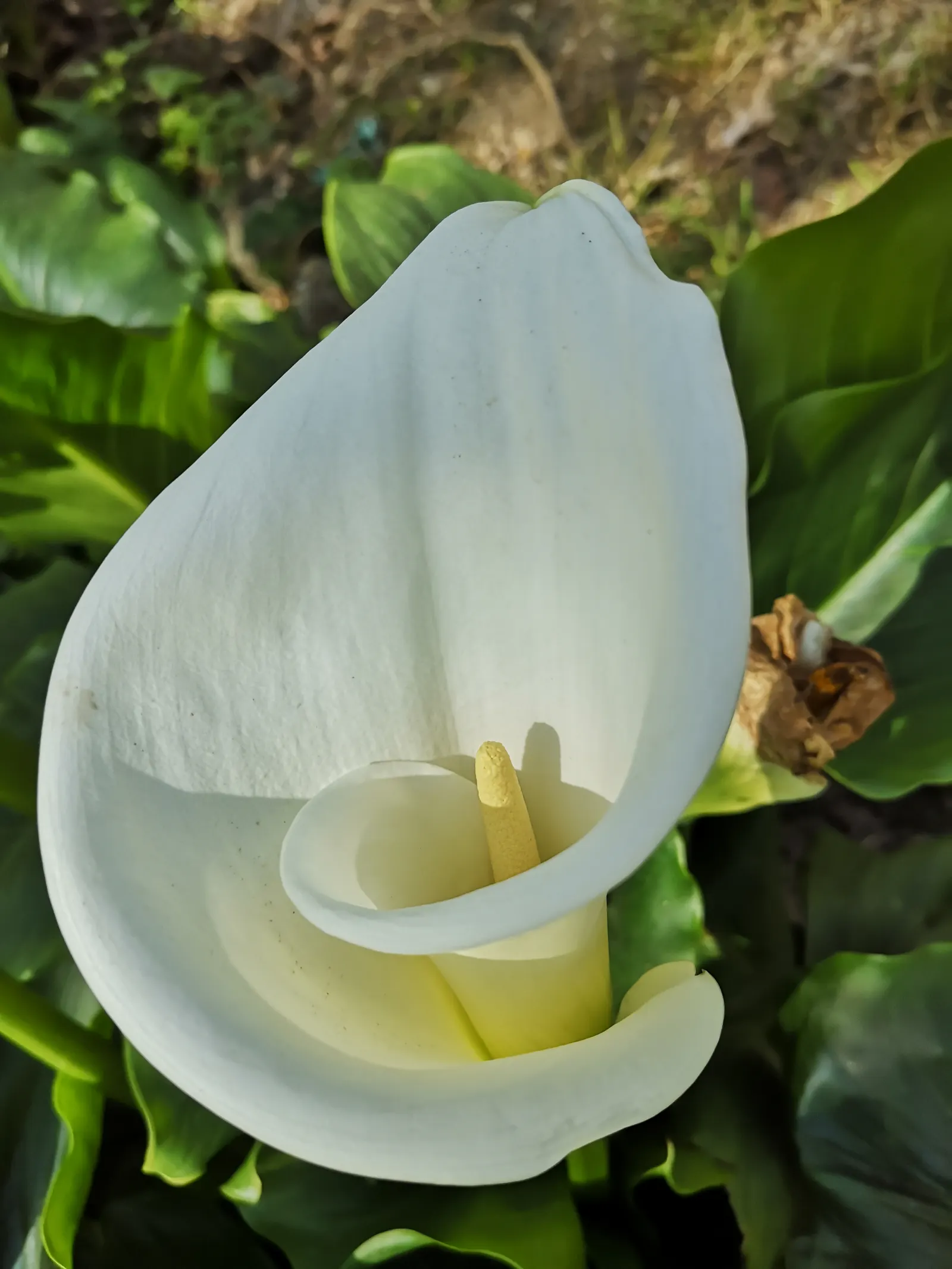 Easter Lily (Lilium Longiflorum) — it requires a site that offers at least six hours of direct sunlight and protection from harsh