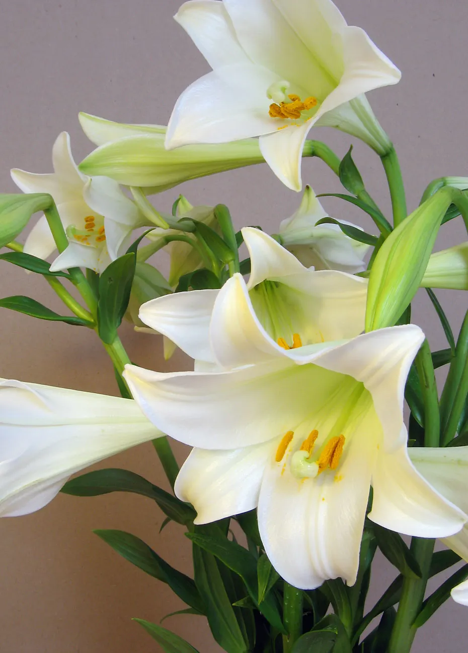 Easter Lily (Lilium Longiflorum) — The soil should be kept moist; it requires a site that offers at least six hours of direct sunlight and, image 77