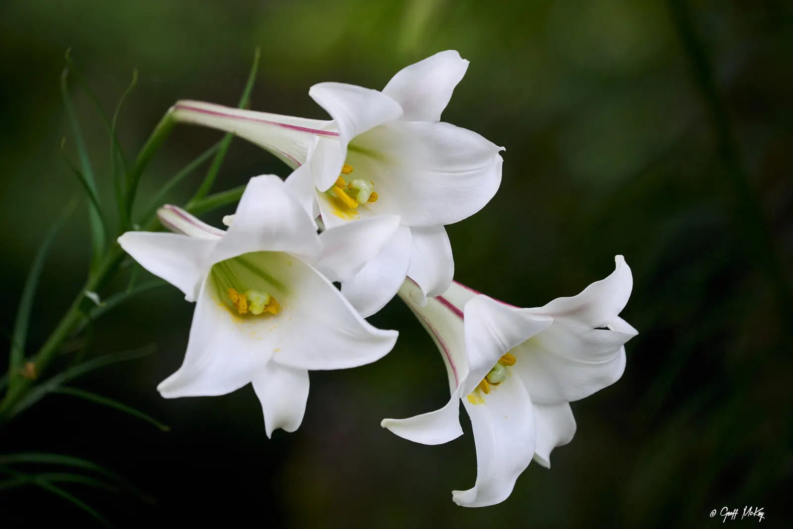 Easter Lily (Lilium Longiflorum) — it symbolizes hope and purity; bulb with multi-colored and white and yellow blooms, image 106