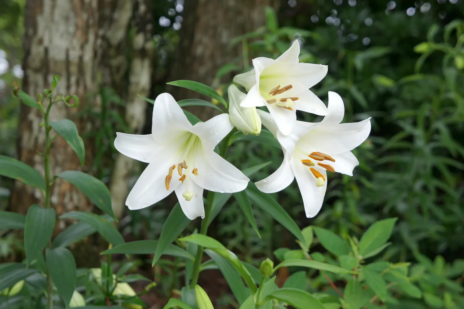 Easter Lily (Lilium Longiflorum) — bulb for full or half; the soil should be kept moist, image 60