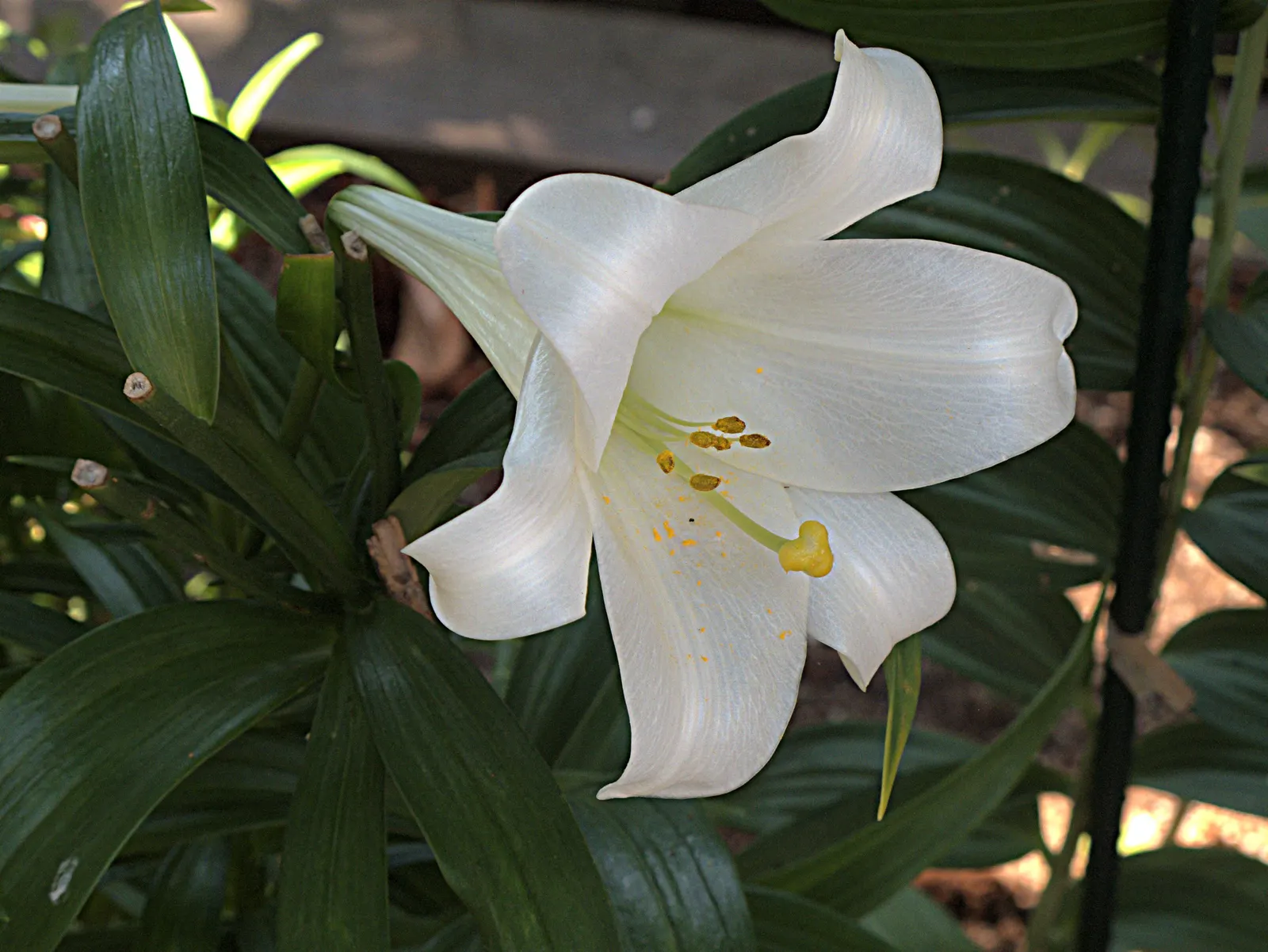 Easter Lily (Lilium Longiflorum) — fragrant white flowers that typically bloom in late spring to early summer; the Easter Lily commands attention, image 82