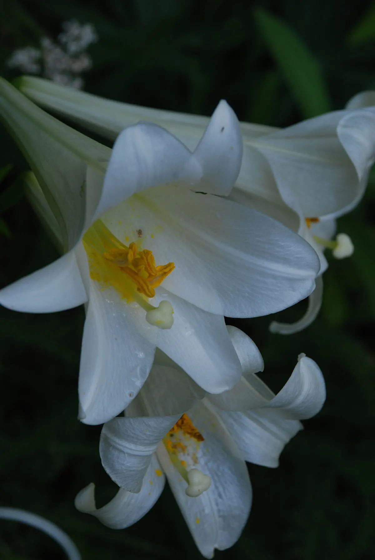 Easter Lily (Lilium Longiflorum) — fragrant white flowers that typically bloom in late spring to early summer; the Easter Lily commands attention