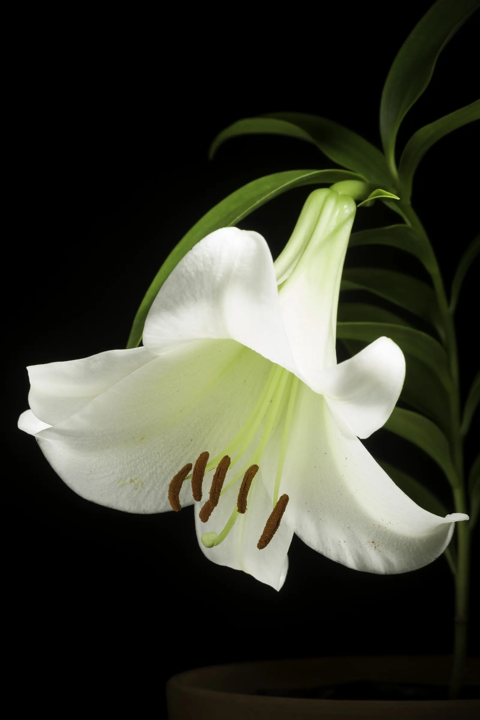 Easter Lily (Lilium Longiflorum) — Mature height is about 18-36 inches with a spread of 12-18 inches; ideal for borders or as a focal point