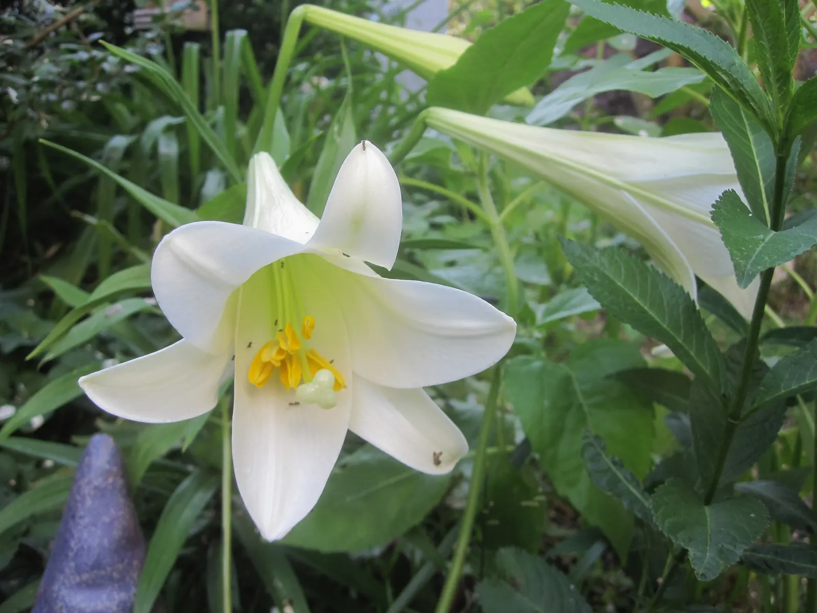 Easter Lily (Lilium Longiflorum) — fragrant white flowers that typically bloom in late spring to early summer; the Easter Lily commands attention, image 42