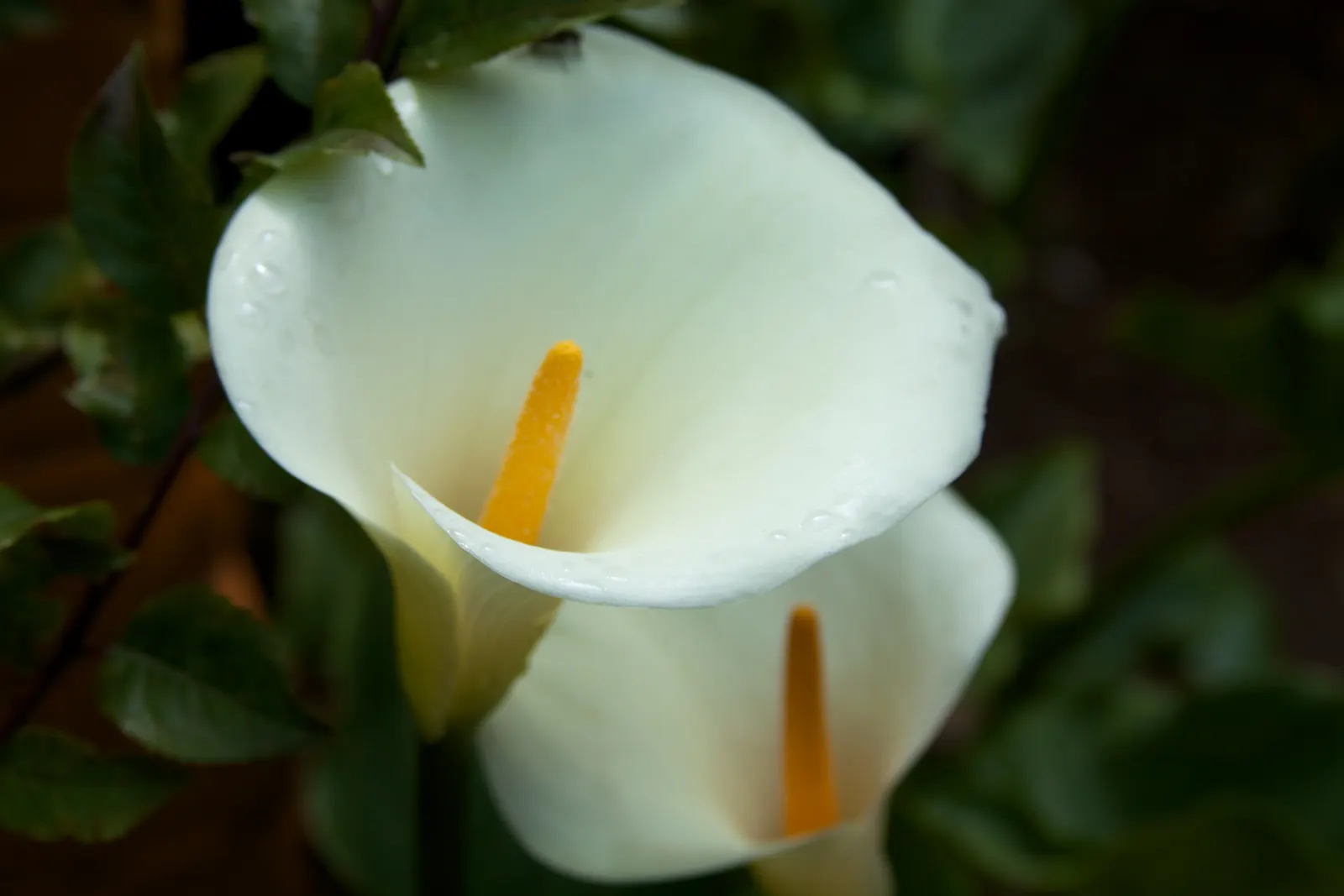 Easter Lily (Lilium Longiflorum) — bulb for full or half; the soil should be kept moist, image 100