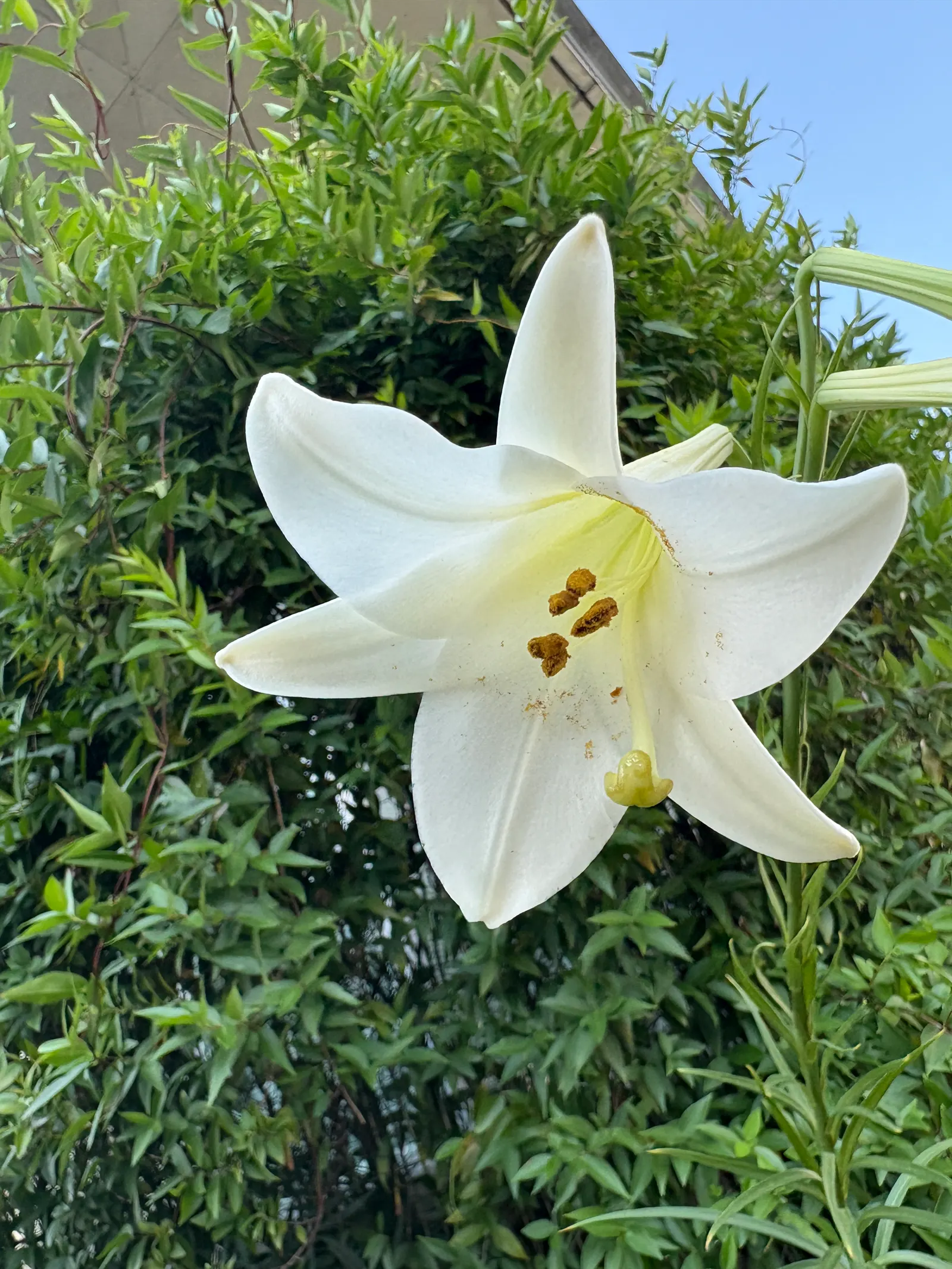 Easter Lily (Lilium Longiflorum) — fragrant white flowers that typically bloom in late spring to early summer; the Easter Lily commands attention, image 102