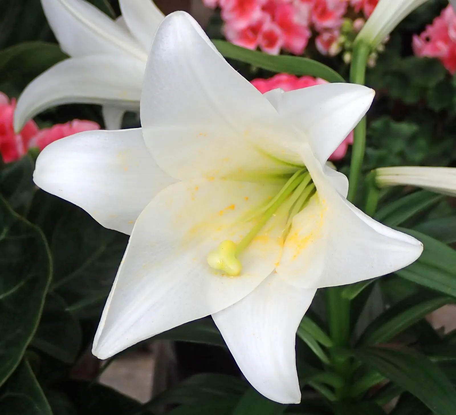 Easter Lily (Lilium Longiflorum) — multi-colored and white and yellow flowers in the garden; thriving in USDA zones 4-9, it requires well-drained, image 58