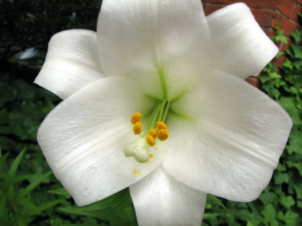 Easter Lily (Lilium Longiflorum) — Mature height is about 18-36 inches with a spread of 12-18 inches; ideal for borders or as a focal point, image 84