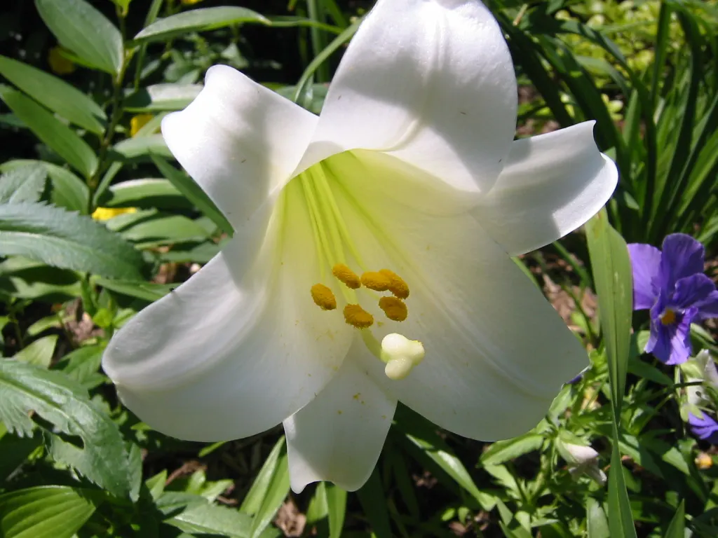 Easter Lily (Lilium Longiflorum) — is a heralded bulbous perennial; arrayed in an impressive display atop sturdy, image 48