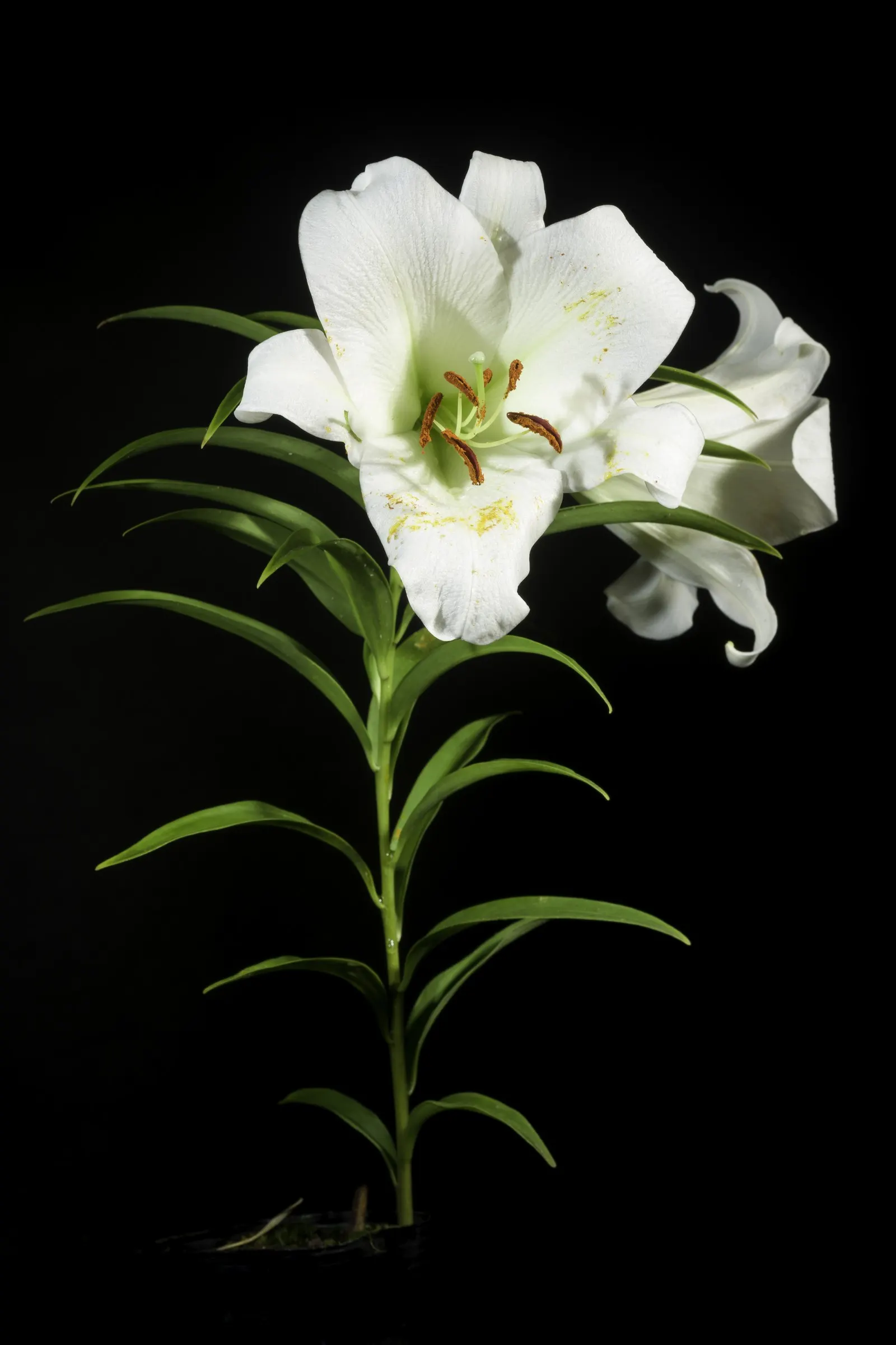 Easter Lily (Lilium Longiflorum) — it requires a site that offers at least six hours of direct sunlight and protection from harsh; cherished for, image 76