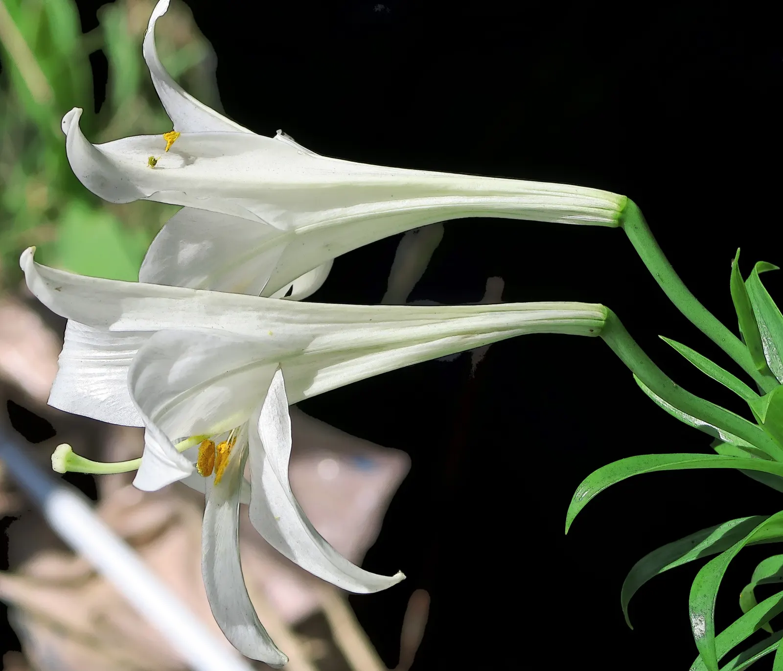 Easter Lily (Lilium Longiflorum) — bulb with multi-colored and white and yellow blooms; trumpet-shaped blossoms that exude an intoxicating fragrance