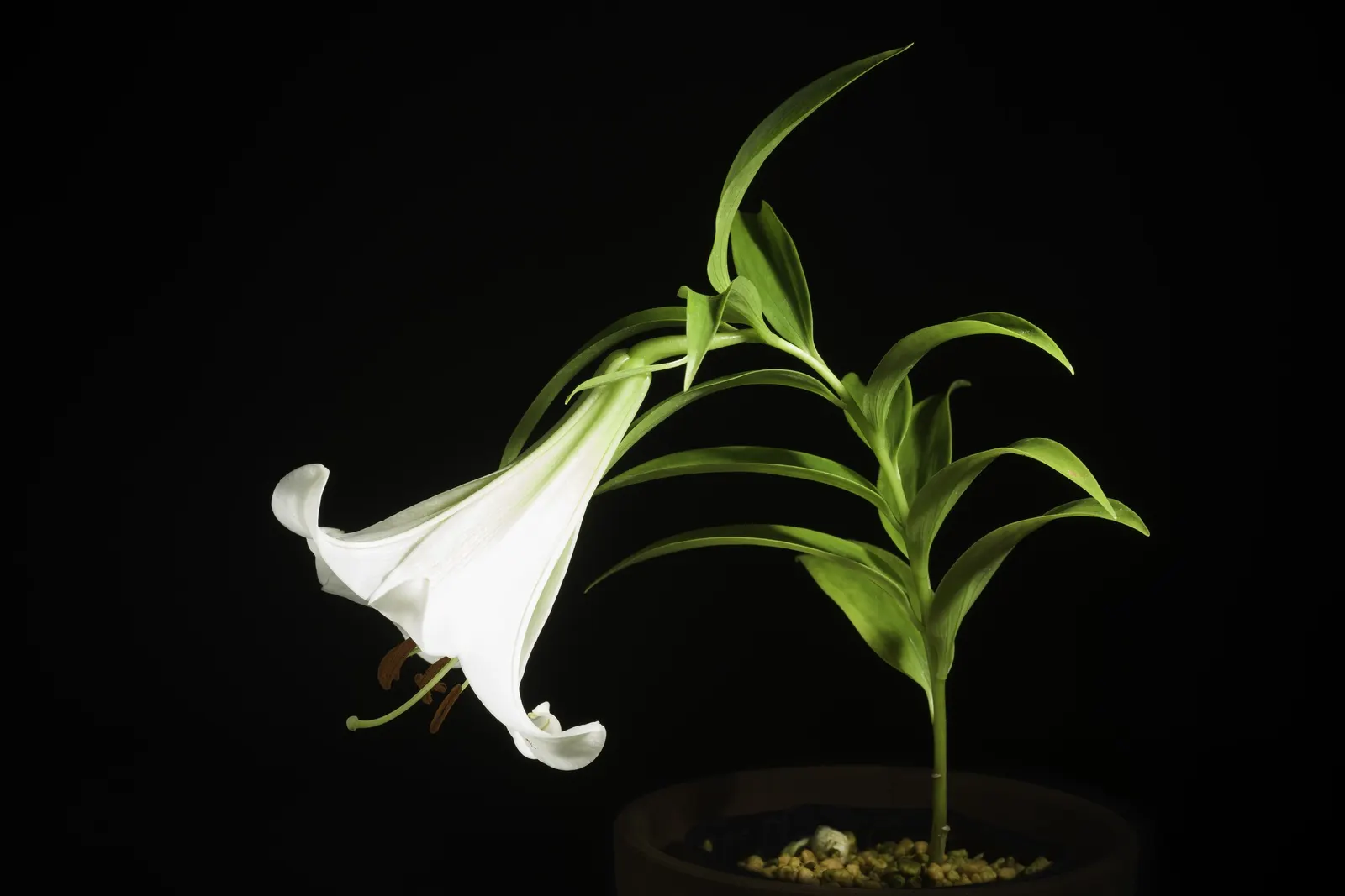 Easter Lily (Lilium Longiflorum) — trumpet-shaped blossoms that exude an intoxicating fragrance; enhancing any garden design or Easter display, image 90