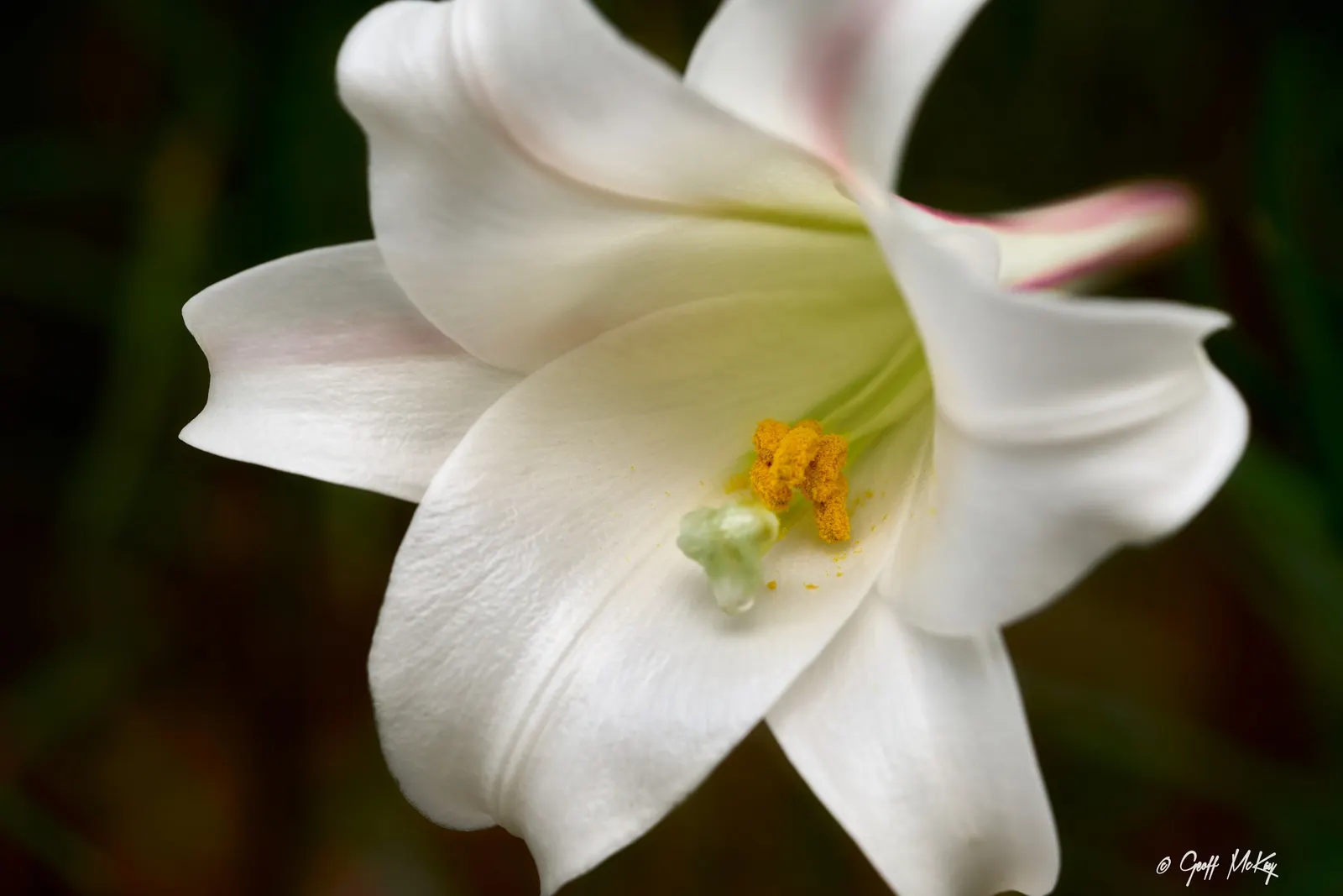 Easter Lily (Lilium Longiflorum) — it requires a site that offers at least six hours of direct sunlight and protection from harsh; cherished for, image 56