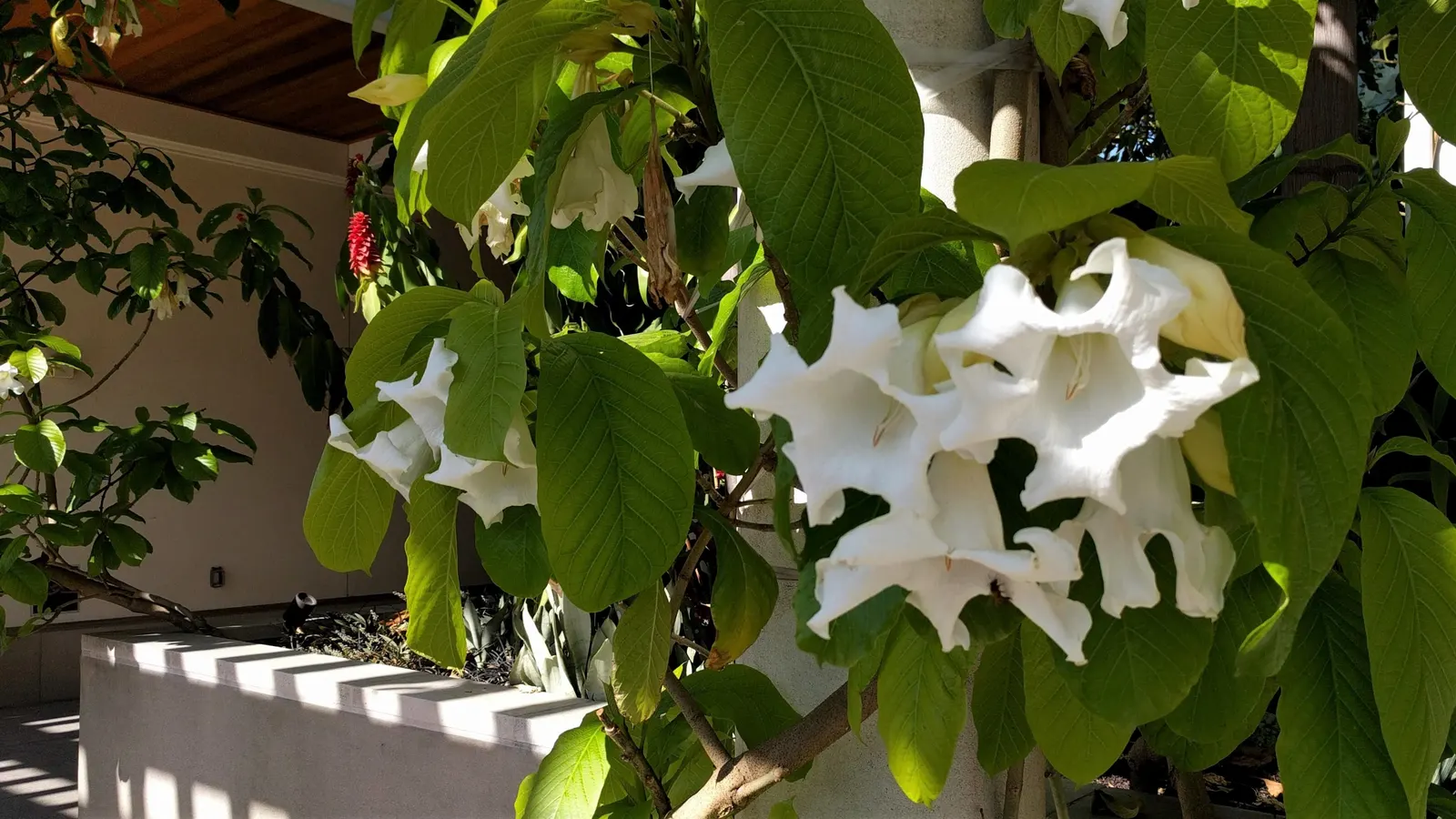 Easter Lily (Lilium Longiflorum) — The pristine white blooms can span 6 to 7 inches in length; easter Lily (Lilium longiflorum) exudes elegance with its
