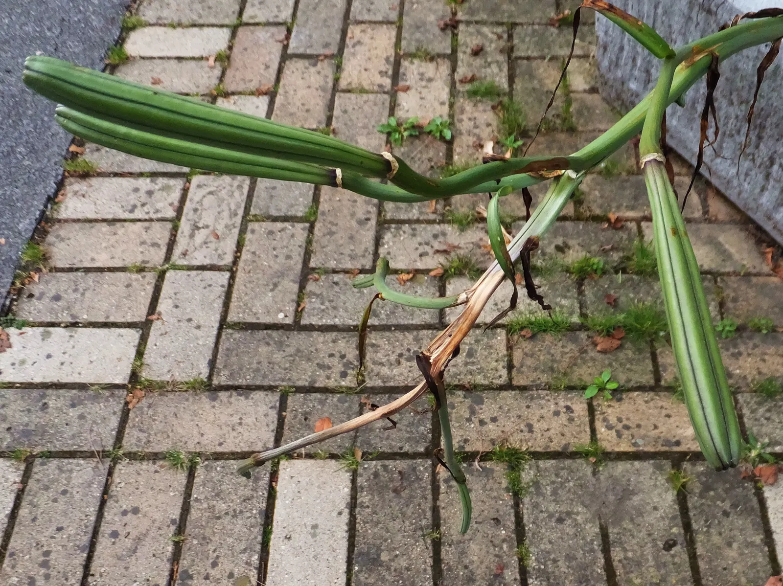 Easter Lily (Lilium Longiflorum) — The soil should be kept moist; it requires a site that offers at least six hours of direct sunlight and protection from harsh