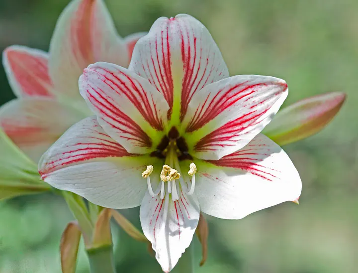 Easter Lily (Lilium Longiflorum) — Ideal for borders or as a focal point; the pristine white blooms can span 6 to 7 inches in length, image 85
