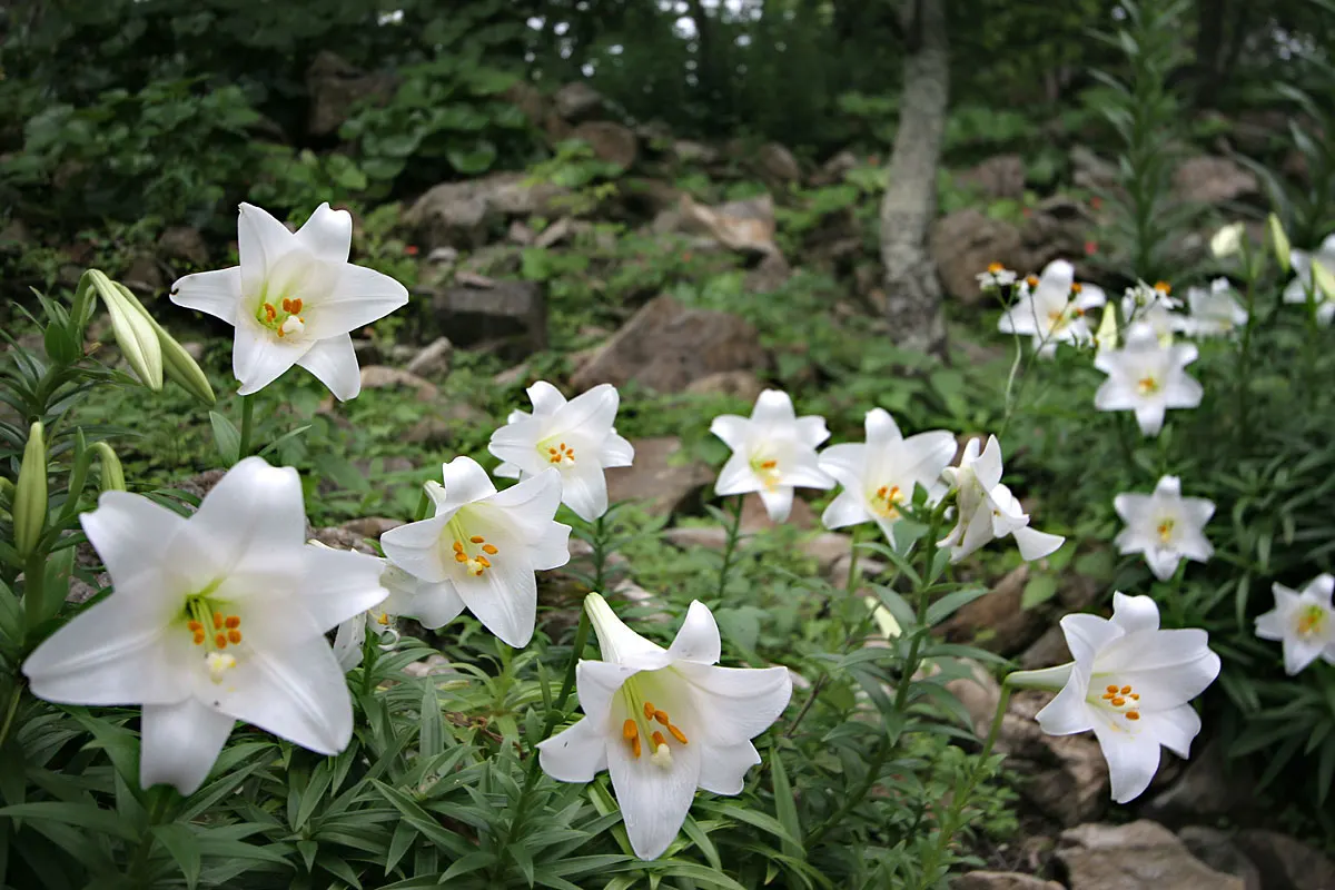 Easter Lily (Lilium Longiflorum) — Thriving in USDA zones 4-9, it requires well-drained soil in full sun to partial shade; multi-colored and white and yellow