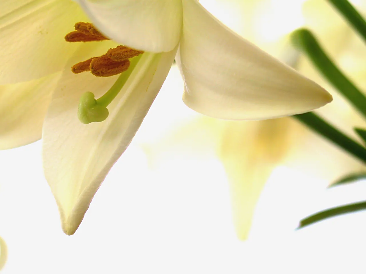 Easter Lily (Lilium Longiflorum) — trumpet-shaped blossoms that exude an intoxicating fragrance; enhancing any garden design or Easter display