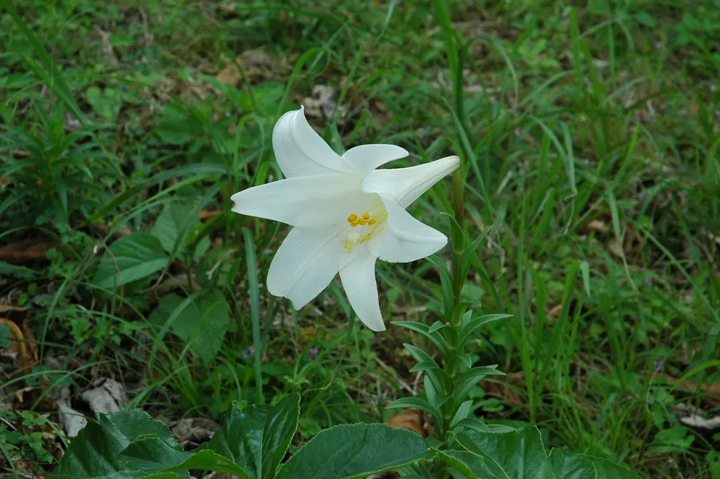 Easter Lily (Lilium Longiflorum) — Easter Lily (Lilium longiflorum) exudes elegance with its trumpet-shaped