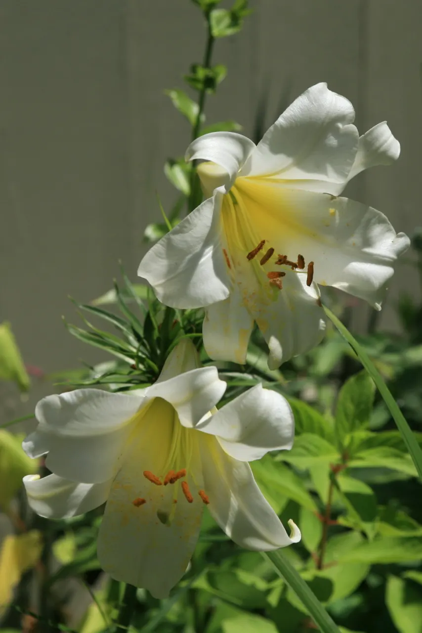 Easter Lily (Lilium Longiflorum) — it symbolizes hope and purity