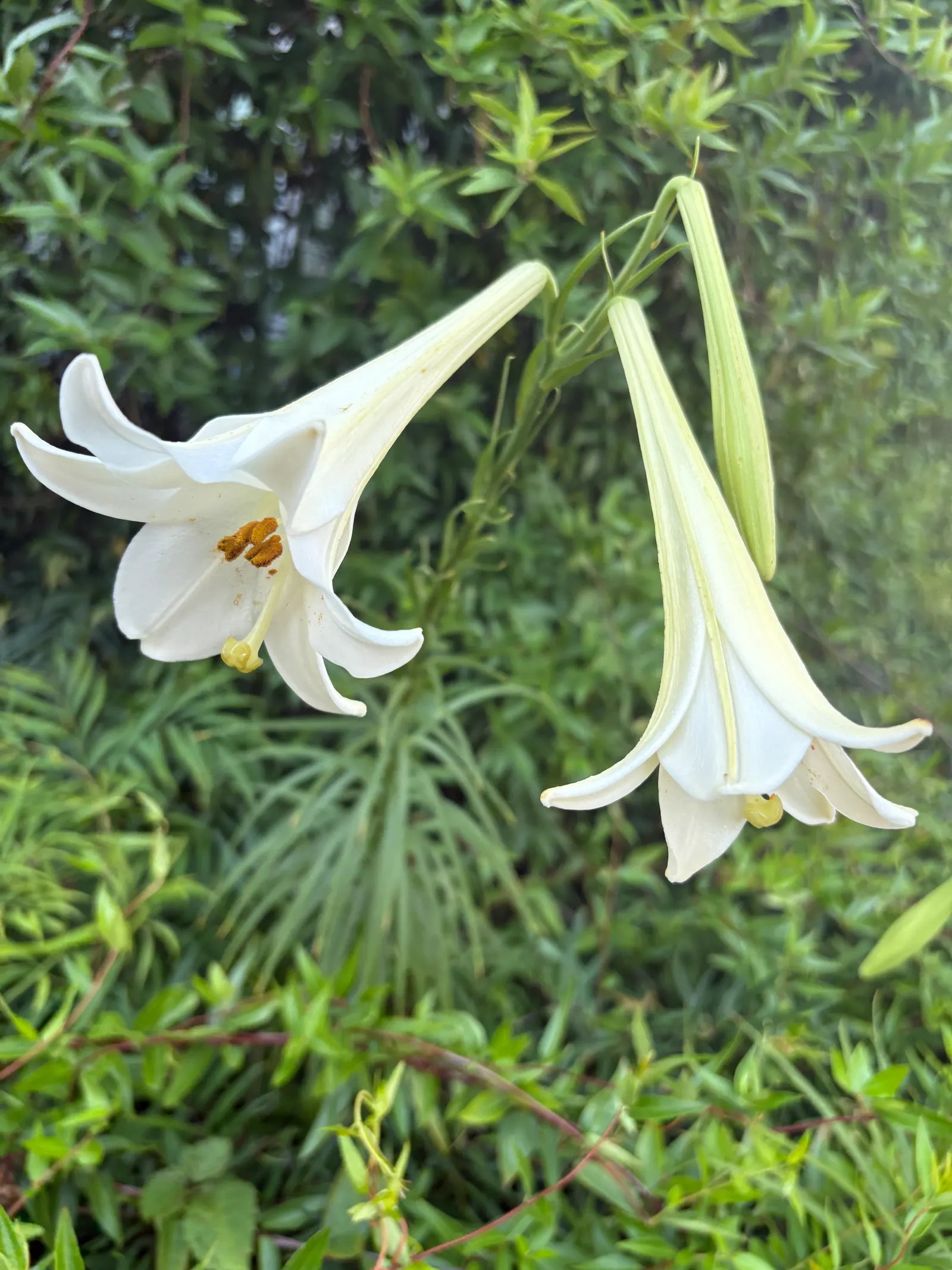 Easter Lily (Lilium Longiflorum) — it symbolizes hope and purity; bulb with multi-colored and white and yellow blooms, image 86