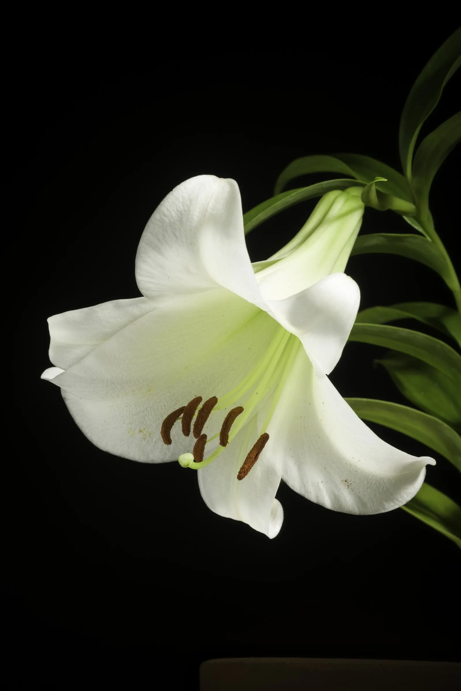 Easter Lily (Lilium Longiflorum) — the Easter Lily commands attention; lilium longiflorum thrives in full sun to partial shade, image 91