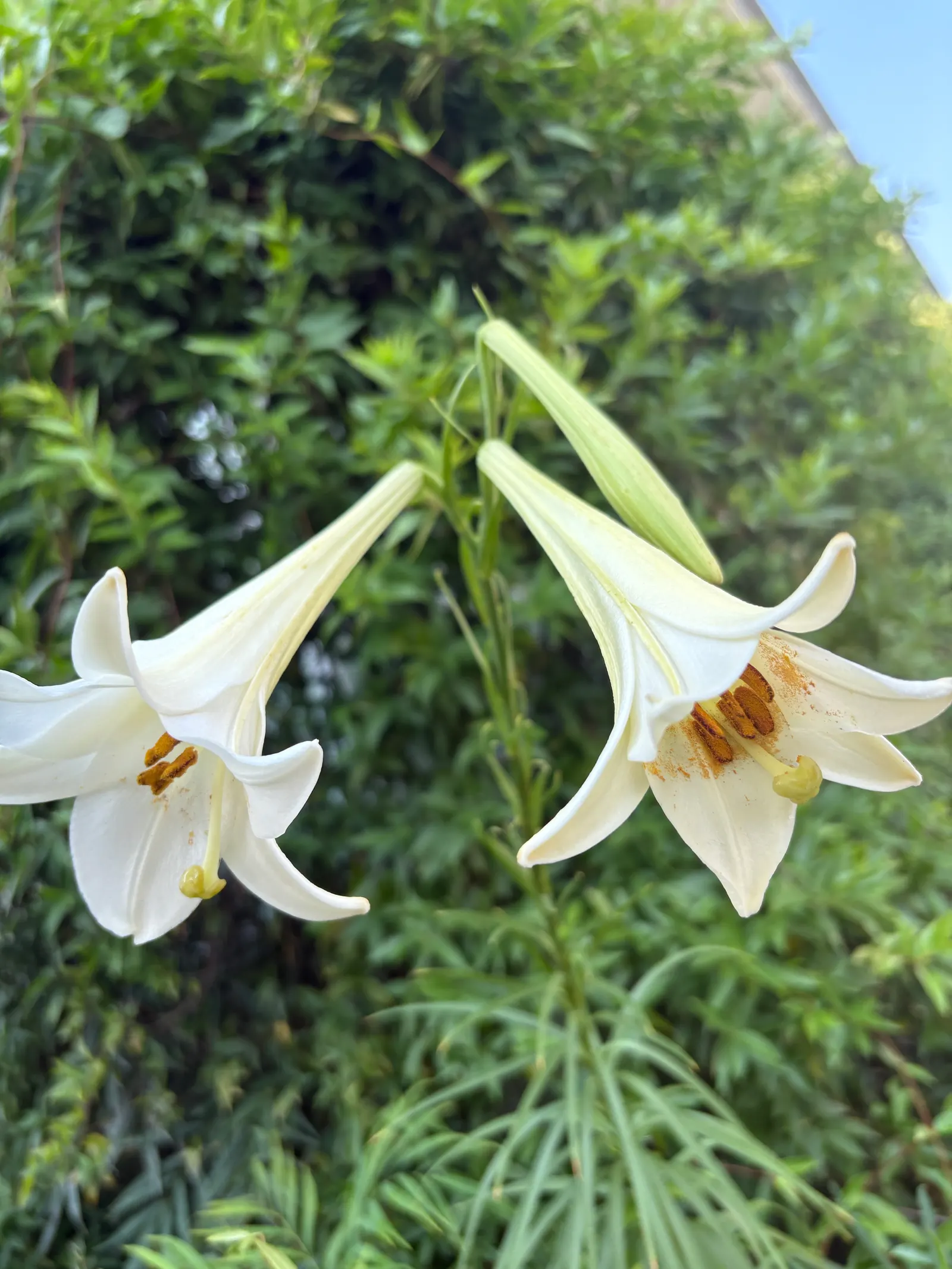 Easter Lily (Lilium Longiflorum) — bulb with multi-colored and white and yellow blooms; trumpet-shaped blossoms that exude an intoxicating fragrance, image 99