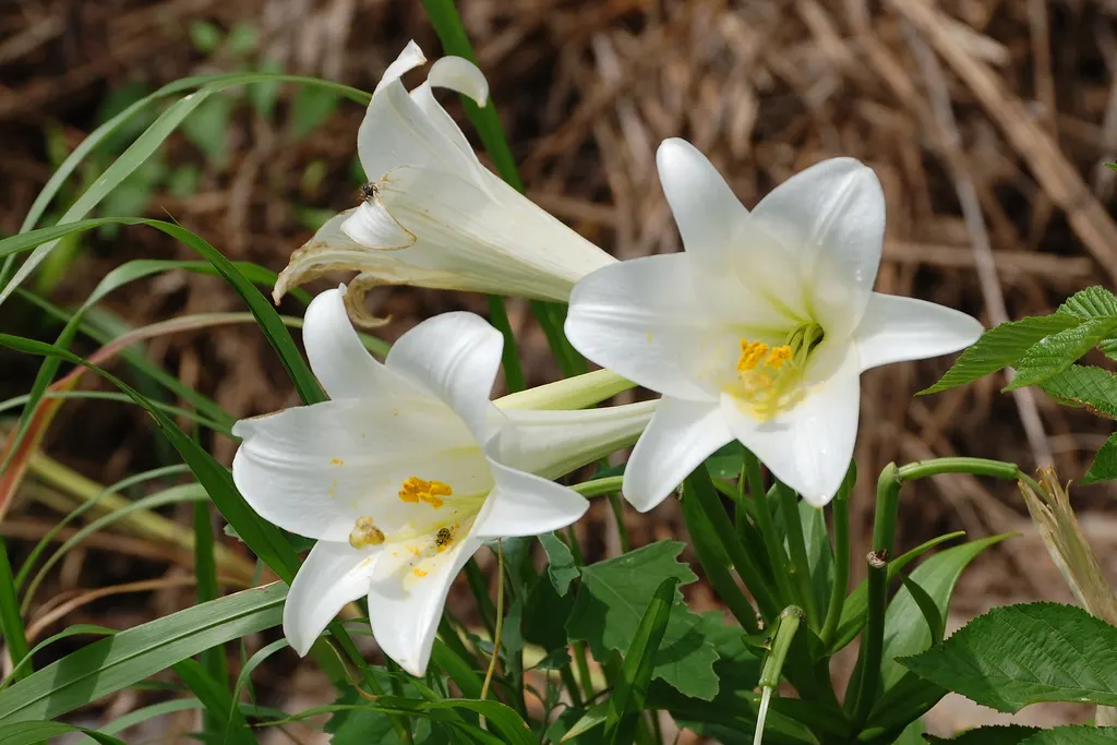 Easter Lily (Lilium Longiflorum) — is a heralded bulbous perennial