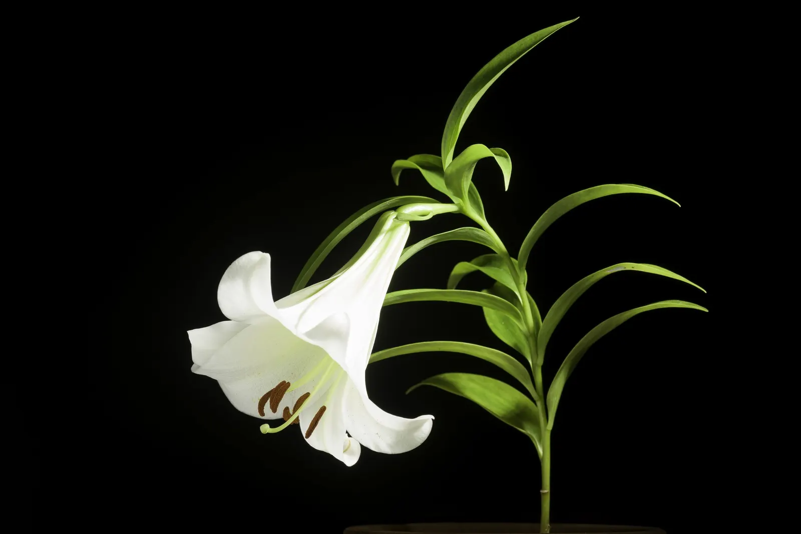 Easter Lily (Lilium Longiflorum) — arrayed in an impressive display atop sturdy; is a heralded bulbous perennial, image 113