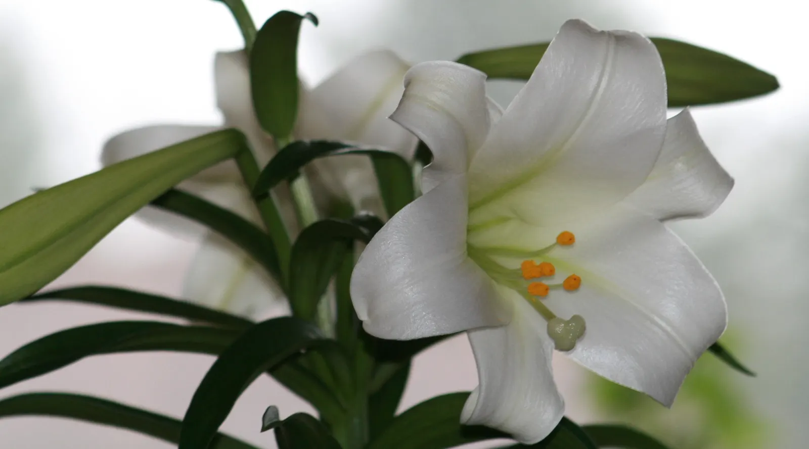 Easter Lily (Lilium Longiflorum) — The pristine white blooms can span 6 to 7 inches in length; easter Lily (Lilium longiflorum) exudes elegance, image 92