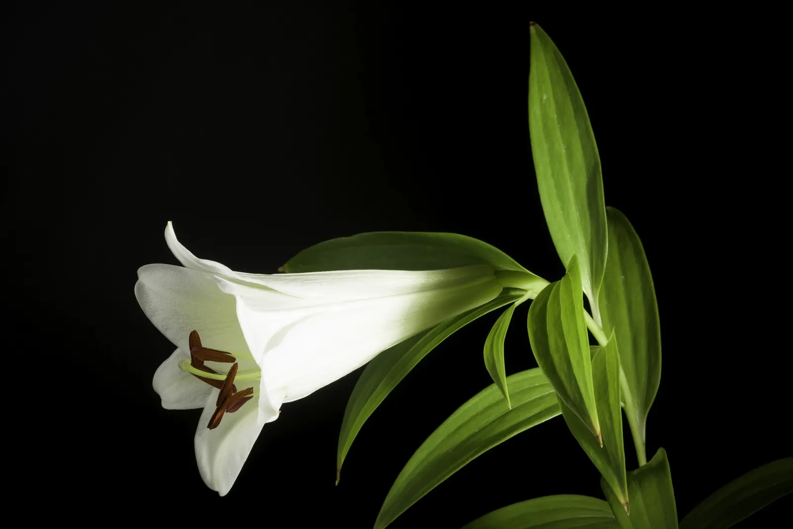 Easter Lily (Lilium Longiflorum) — bulb for full or half