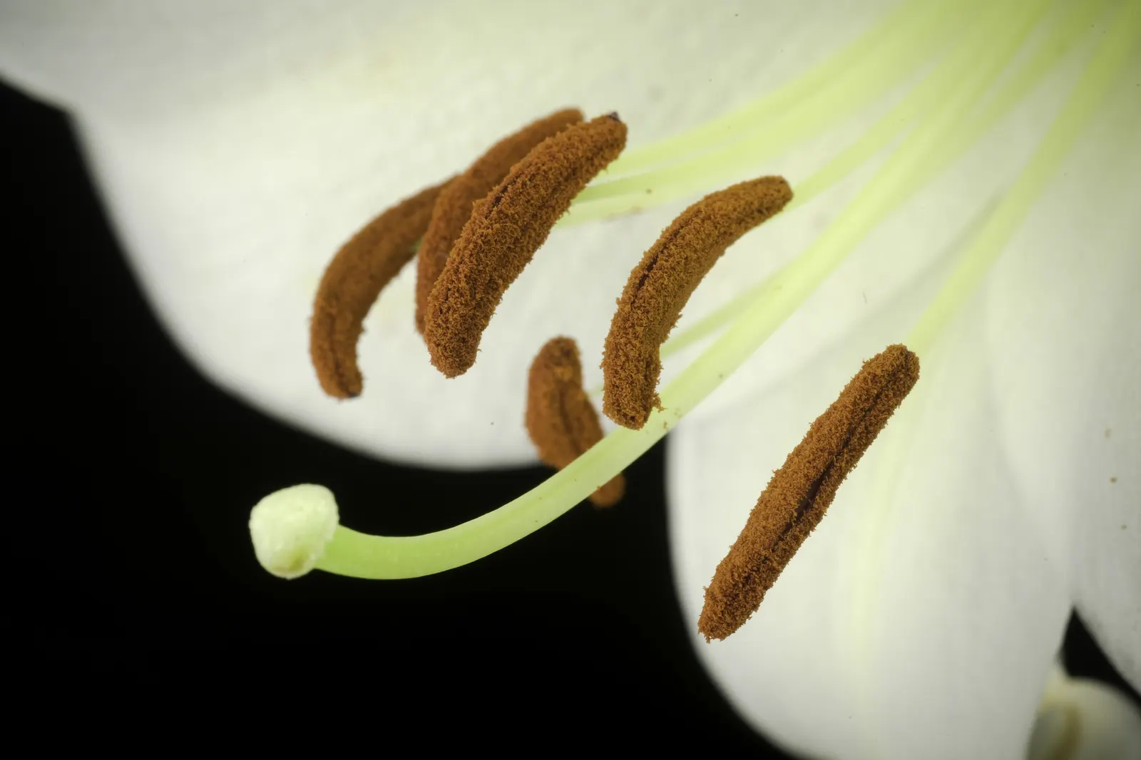 Easter Lily (Lilium Longiflorum) — Mature height is about 18-36 inches with a spread of 12-18 inches; ideal for borders or as a focal point, image 104