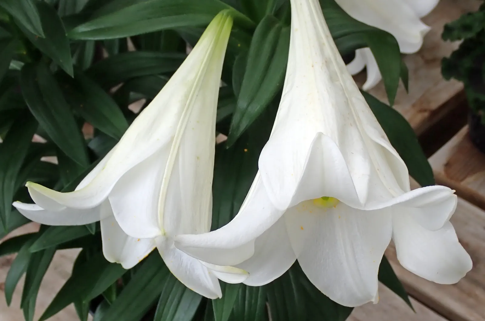 Easter Lily (Lilium Longiflorum) — trumpet-shaped blossoms that exude an intoxicating fragrance; enhancing any garden design or Easter display, image 70