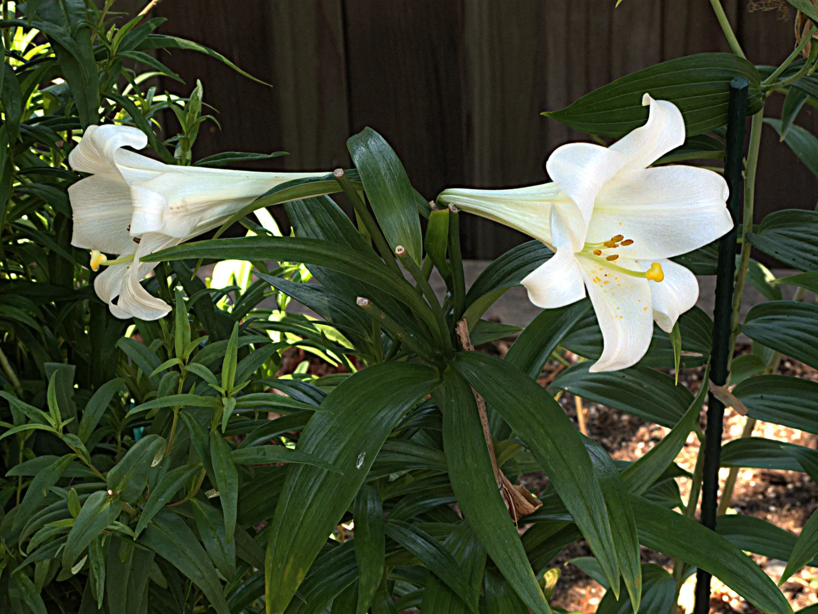 Easter Lily (Lilium Longiflorum) — multi-colored and white and yellow flowers in the garden; thriving in USDA zones 4-9, it requires well-drained, image 98