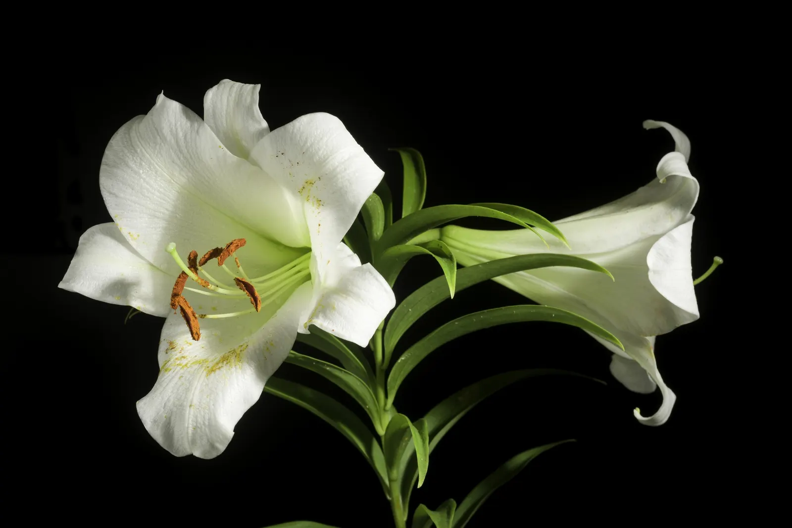 Easter Lily (Lilium Longiflorum) — cherished for its pristine; bulb for full or half, image 69