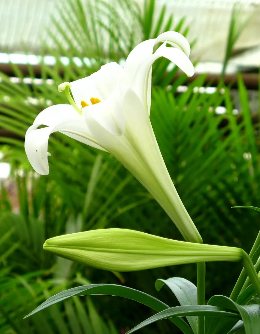 Easter Lily (Lilium Longiflorum) — The soil should be kept moist