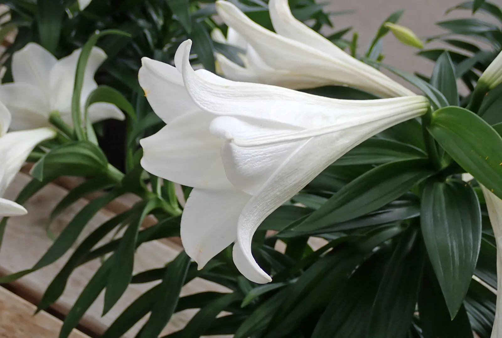Easter Lily (Lilium Longiflorum) — Easter Lily (Lilium longiflorum) exudes elegance with its trumpet-shaped; mature height is about 18-36 inches, image 61
