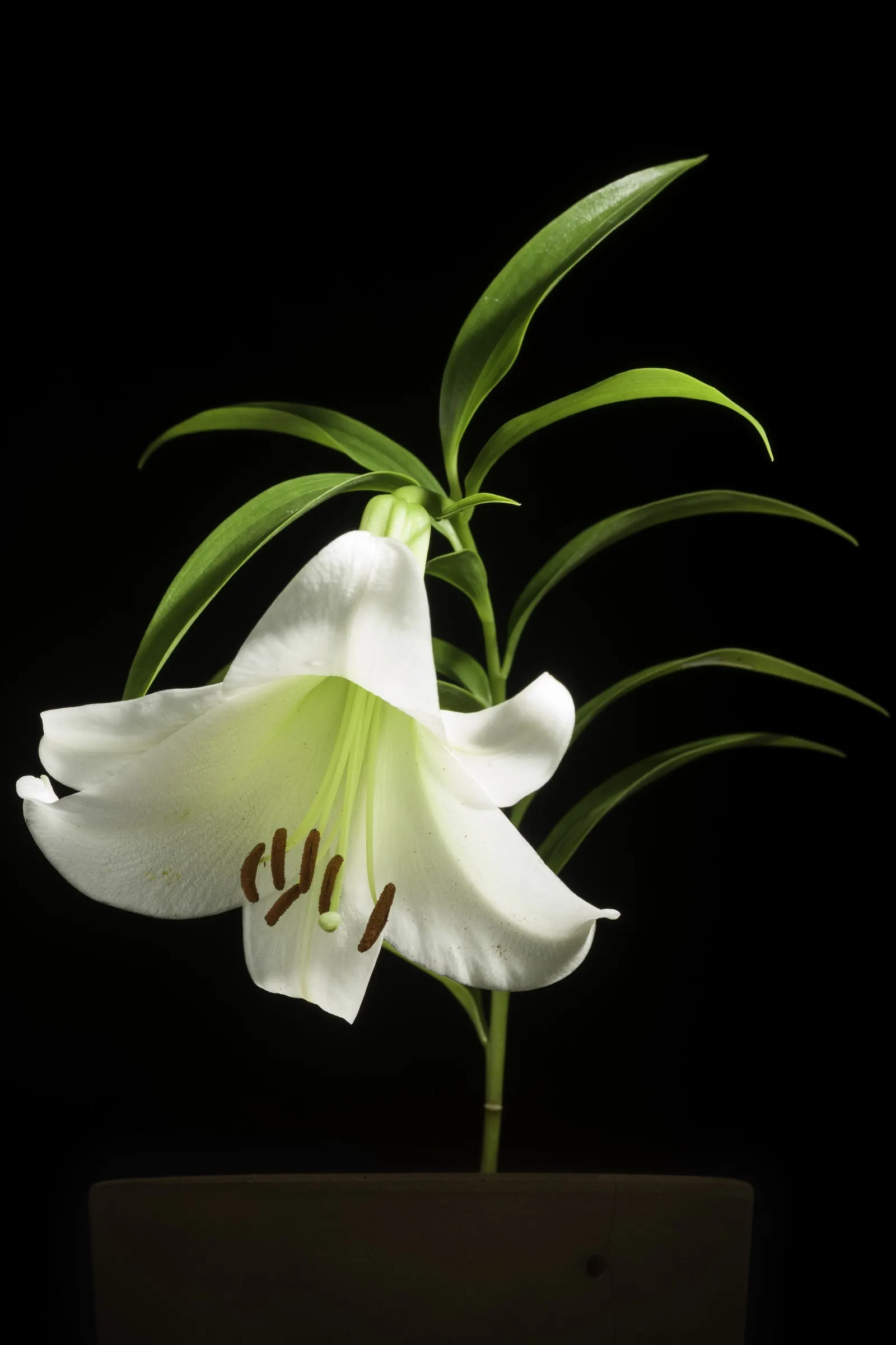 Easter Lily (Lilium Longiflorum) — enhancing any garden design or Easter display; it symbolizes hope and purity